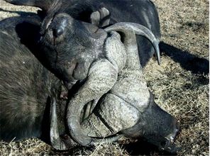 野牛跌入温泉被煮死现场图片