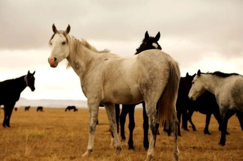一匹伊犁马在河边饮水