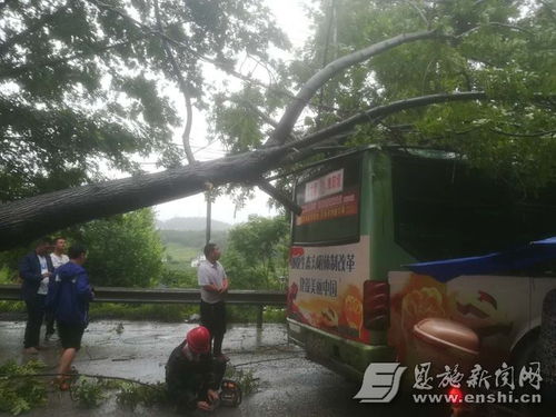 安徽六安大风吹倒树木砸中电动自行车现场图片