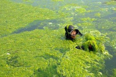 渔民在浒苔覆盖的海面上艰难驾驶渔船