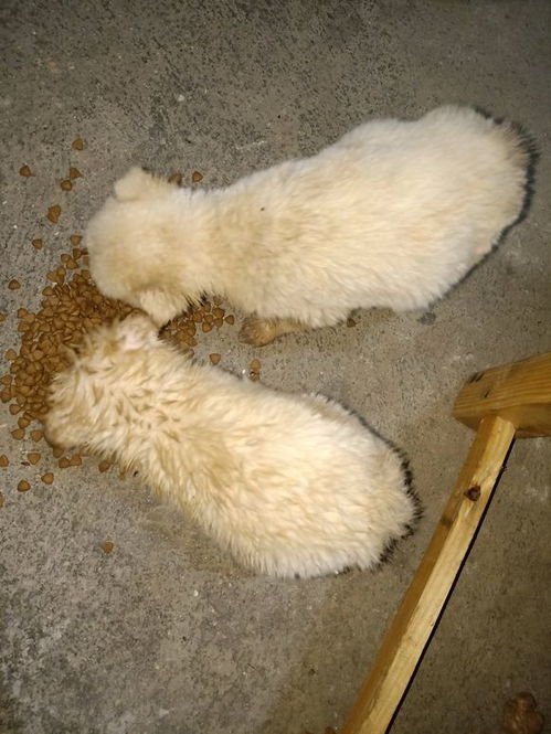 两只小狗在雨中分别