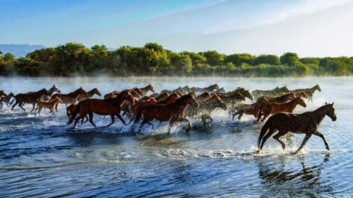 天马浴河现场壮观景象