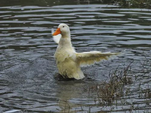小狗在雨中站着不动