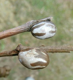 柳树枝上爬满知了猴的场景