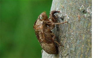 村民在树干上用胶带捕捉知了猴