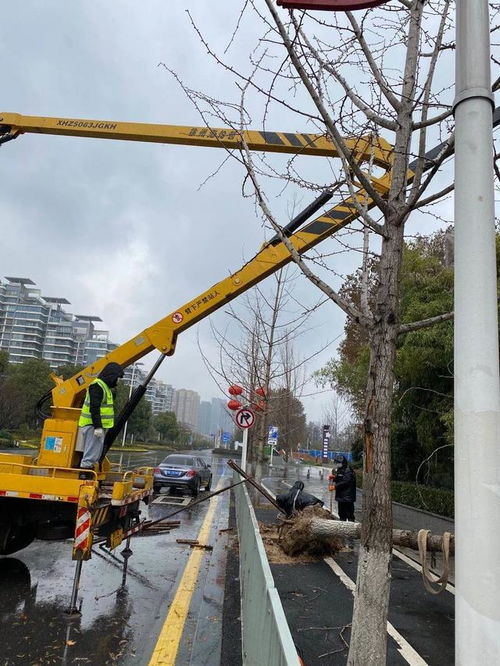 大风过后街道上倒伏的树木和急救人员现场处置