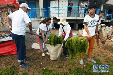 工作人员使用机械设备打捞浒苔