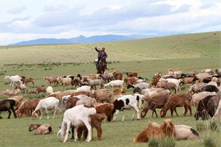 昭苏草原上奔跑的伊犁马群