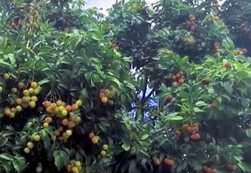 一棵荔枝树上竟能结出30种果？我亲历广西灵山的神奇嫁接术！