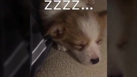 萌娃带狗狗爬进冰箱，网友：这画面太可爱了！