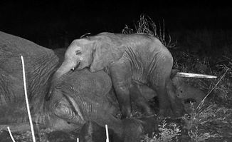 母象坚守小象尸体，拖拽三天感人至深！