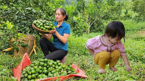 柠檬树挂满果实