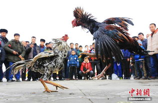 斗鸡场景图片