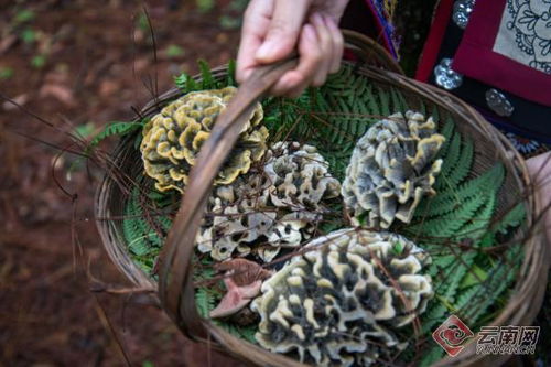 云南惊现80公斤巨无霸“菌王”，背后故事太震撼！