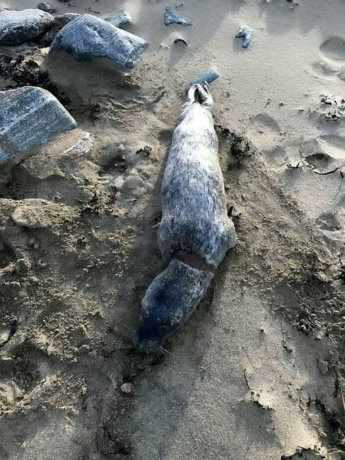 巴河水域惊现死亡中华鲟？真相竟是这样！