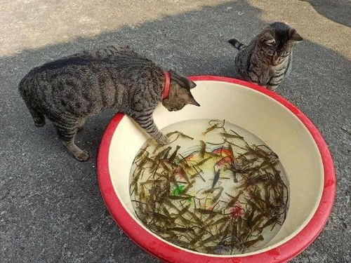 4.9分外卖店惊现违规操作，草酸洗虾多日不换水！