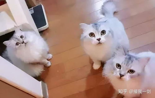 猫咪迎接主人