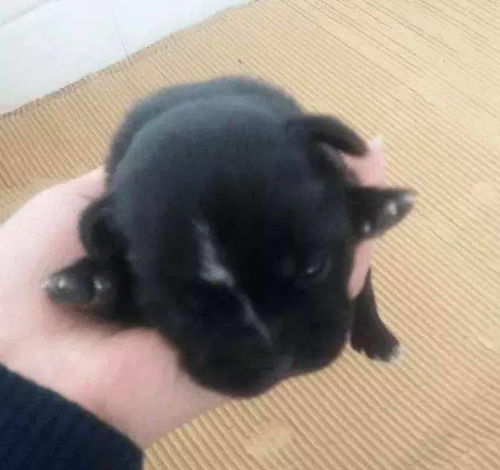 小狗两次被扔哀嚎不止，主人行为太恶劣！