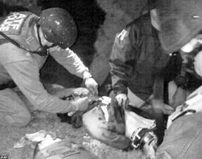 嫌疑人焦某某被警方带走的画面