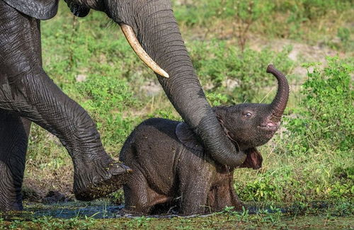 母象和小象温馨相处