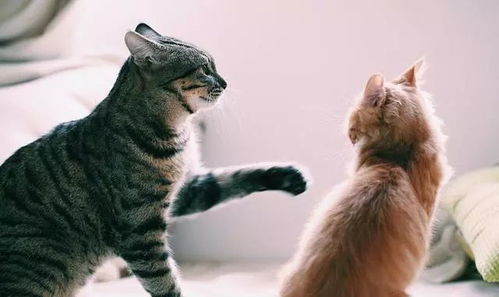 猫咪咬坏的鞋子