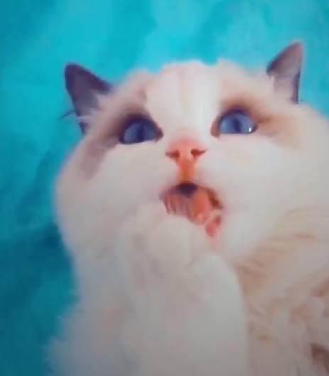 一只可爱的猫咪舔爪子