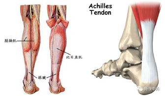 跟腱解剖图