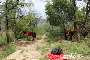 今年柠檬暴涨，像黄金一样珍贵！