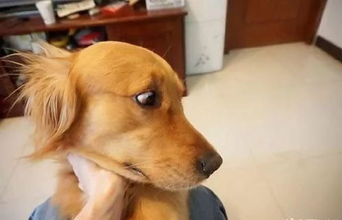 金毛李墩墩之死：一场关于生命尊严的思考