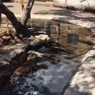 成都河滩惊现疑似逃逸水豚，附近商家称很像被悬赏那只