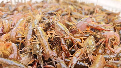 小龙虾丰收的景象