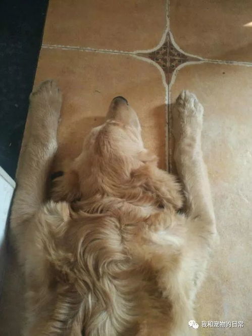 金毛李墩墩主人再发声：事件真相大白！