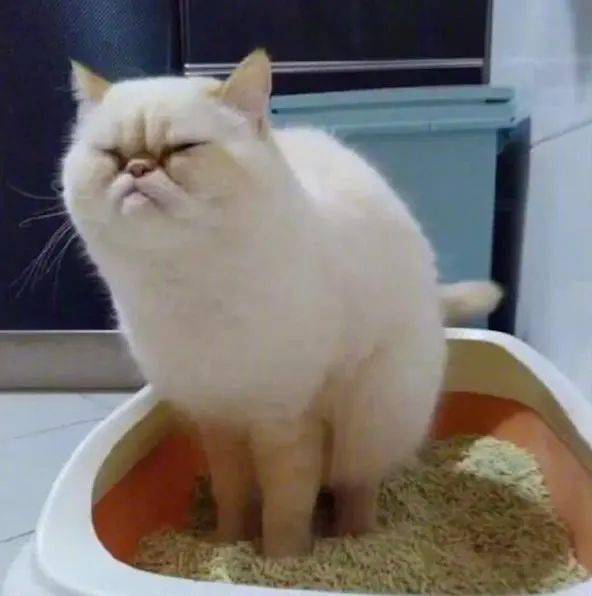 愁眉苦脸的表情包