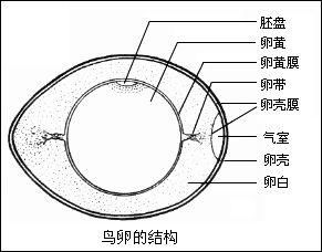那些被认为‘不健康’却能安心享用的食物
