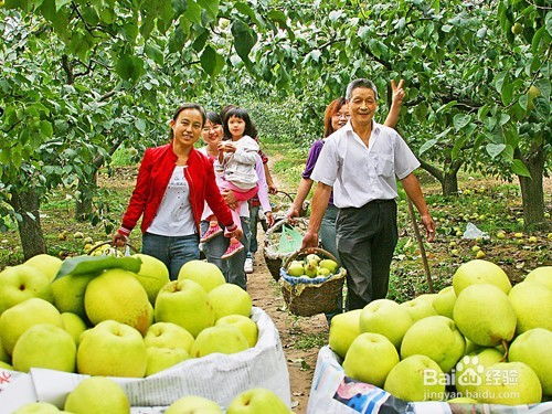 初中生帮忙捡水果
