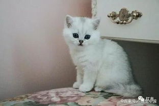 猫猫：你礼貌吗？抖音热搜背后的趣事