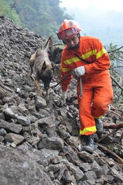 救援队员全力搜寻失联人员