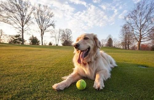 金毛李墩墩主人呼吁网友理性看待事件