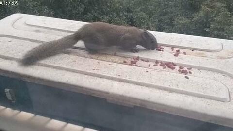 小狗神似‘灰太狼’，3000万网友围观它的吃播！