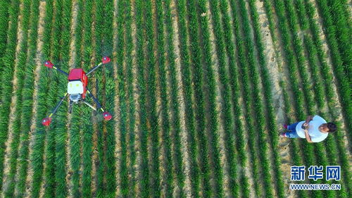 AI赋能农业：从‘会种地’迈向‘慧种地’的新时代