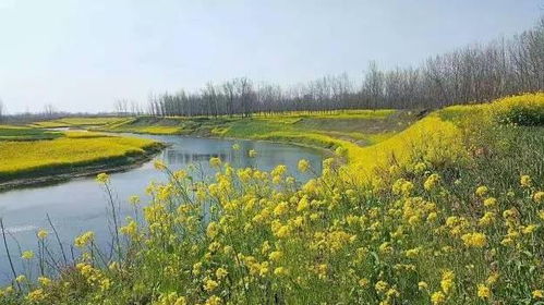 网传20多条鳄鱼进澧河？别慌，这都是谣言！