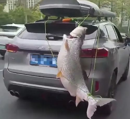 男子把鱼放车衣里展示引关注，网友调侃太奇葩