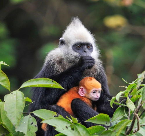 男子抓拍白头叶猴50米峭壁速降，罕见瞬间令人惊叹！