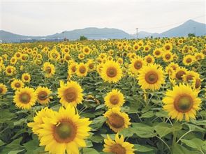 大片盛开的向日葵花田