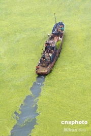 山东乳山银滩遭遇浒苔入侵，海面宛如‘绿色草原’！