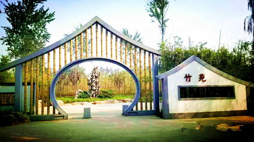 一片郁郁葱葱的竹林