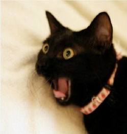 震惊！未婚女子办税竟被发现已婚8年，背后真相令人咋舌