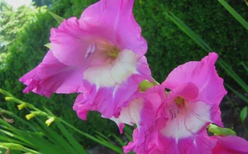 华为Pura 80系列手机京东限时优惠，最高直降800元！