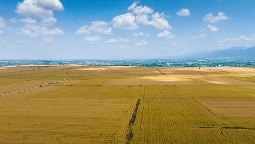 2025年夏粮成绩单出炉啦！