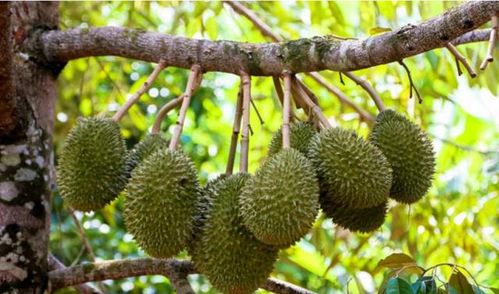 三亚榴莲果农丰收笑容